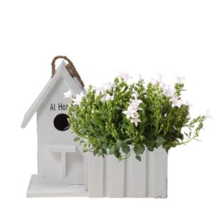 Campanula Addenda Ambella white | Klokjesbloem wit in houten sierpot / vogelhuisje - potmaat 12cm - vaste plant - winterhard