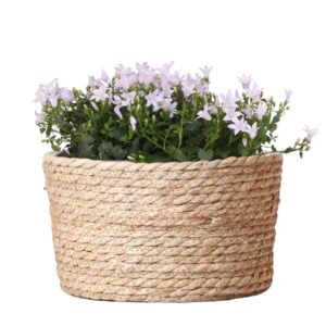 Campanula Addenda Ambella white - Rieten schaal met Campanula met watergeefsysteem - 3 stuks - Klokjesbloem wit - potmaat 12cm - binnen & buiten