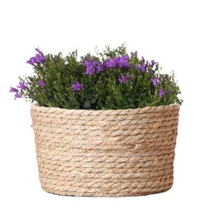 Campanula Addenda Ambella Intense purple - Rieten schaal met Campanula met watergeefsysteem - 3 stuks - Klokjesbloem paars - potmaat 12cm - binnen & buiten