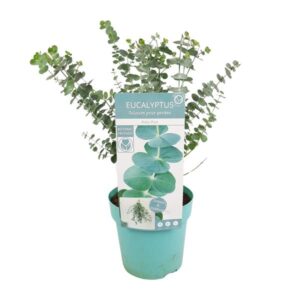Eucalyptus pul. Baby Blue - Ø17cm - ↕30cm