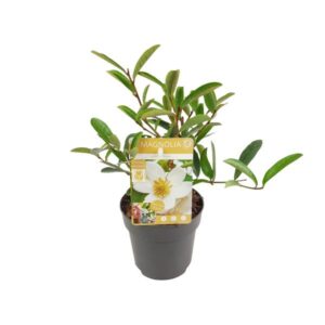 Michelia 'Vanilla Pearls' - Ø13cm - ↕20cm