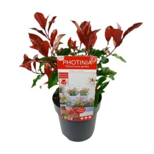 Photinia fras. 'Magical Volcano' - Ø19cm - ↕30cm