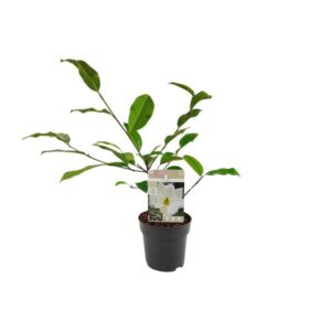 Michelia Fairy Magnolia Cream - Ø13cm - ↕25cm