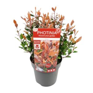 Photinia fras. 'Chico'Â® - Ø19cm - ↕25cm