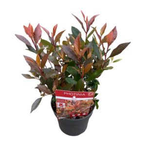 Photinia fras. 'Chico'Â® - Ø13cm - ↕20cm
