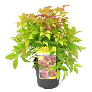 Nandina dom. 'Blush Pink' - Ø19cm - ↕30cm