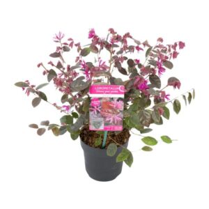 Loropetalum chin. 'Fire Dance' - Ø15cm - ↕20cm