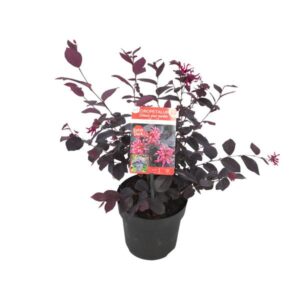 Loropetalum chin. 'Ever Red' - Ø15cm - ↕20cm