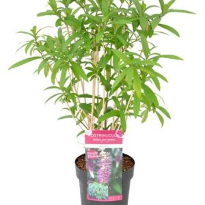 Rostrinucula dependens - Ø19cm - ↕50cm