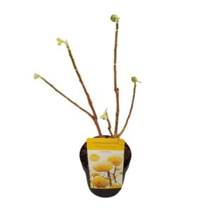 Edgeworthia chrys. 'Grandiflora' - Ø19cm - ↕30cm