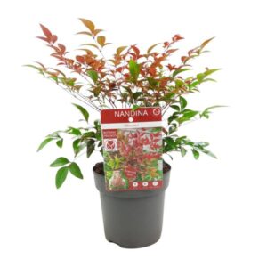 Nandina dom. 'Obsessed' - Ø13cm - ↕10cm
