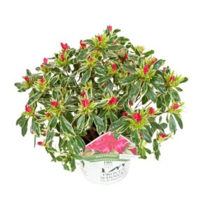 Rhododendron 'Bollywood' - Ø19cm - ↕30cm