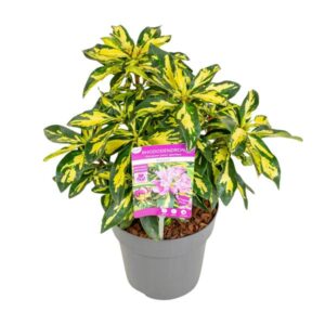 Rhododendron 'Blattgold' - Ø19cm - ↕35cm