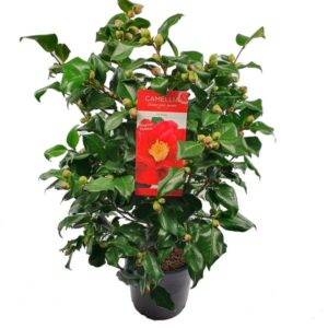 Camellia jap. 'Dr. King' - Ø29cm - ↕90cm