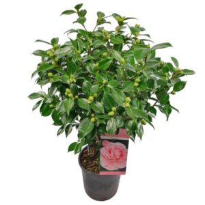 Camellia japonica Bonomiana - Ø24 - ↨70cm