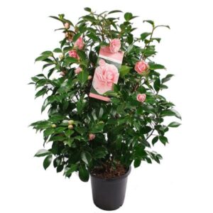 Camellia japonica Bonomiana - Ø29 - ↨90cm