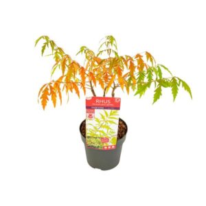 Rhus 'Tiger Eyes' - Ø19cm - ↕30cm