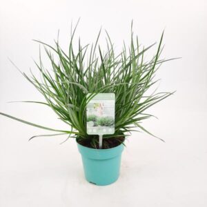 Fascicularia 'Bicolor' - Ø13cm - ↕15cm
