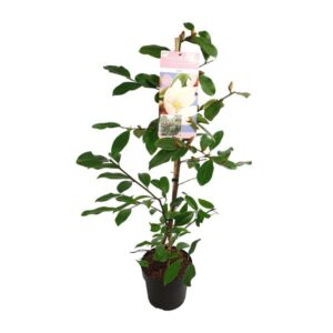 Michelia Fairy Magnolia Blush - Ø19cm - ↕70cm