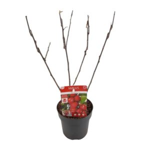Malus 'Appletini' - Ø13cm - ↕10cm