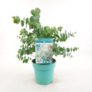 Hydrangea pan. 'Little lime' - Ø19cm - ↕25cm