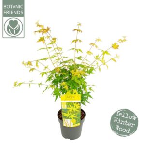 Acer palm. 'Bi hoo' - Ø19cm - ↕40cm