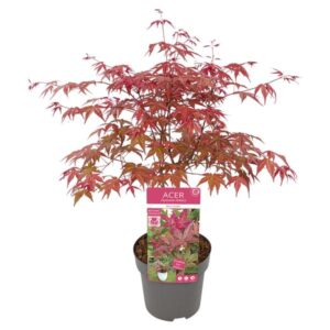 Acer palm. 'Beni-maiko' - Ø19cm - ↕40cm