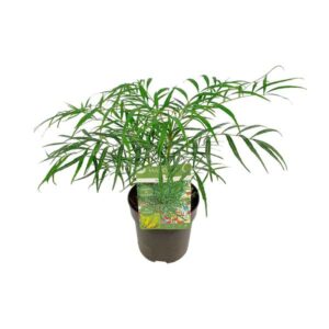 Mahonia eur. Soft Caress - Ø13cm - ↕20cm