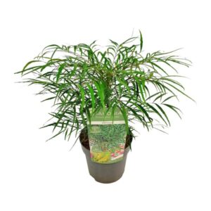 Mahonia eur. Soft Caress - Ø19cm - ↕25cm