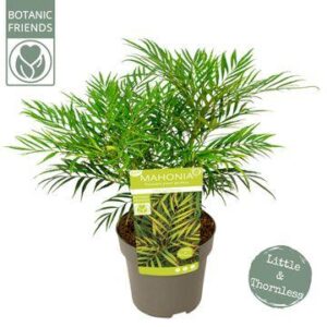 Mahonia eur. 'Little Soft Caress' - Ø19cm - ↕25cm