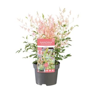 Nandina dom. 'Twilight' - Ø19cm - ↕30cm