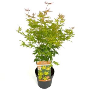 Acer palmstum Orange Lace - Ø19cm - ↕40cm