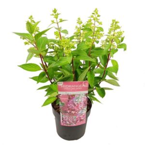 Hydrangea pan. 'Prim White' - Ø19cm - ↕25cm