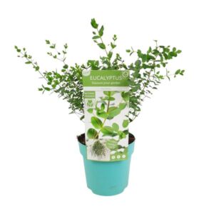 Eucalyptus parvifolia - Ø17cm - ↕30cm