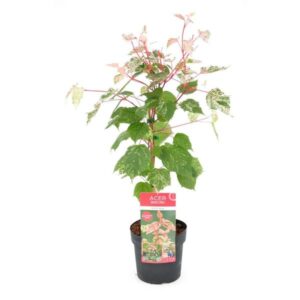 Acer 'Red Flamingo' - Ø19cm - ↕40cm