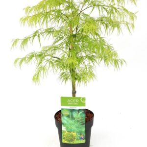 Acer palm. 'Dissectum' - Ø19cm - ↕40cm