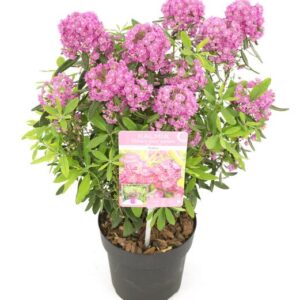 Kalmia angustifolia 'Rubra' - Ø15cm - ↕20cm