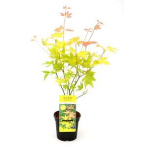 Acer palmatum Orange Dream - Ø13cm - ↕20cm