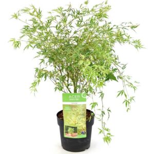 Acer palm. 'Butterfly' - Ø19cm - ↕40cm