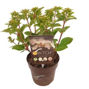 Hydrangea pan. '(S)witch Ophelia' - Ø15cm - ↕20cm