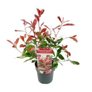 Photinia fras. 'Pink Marble' - Ø19cm - ↕30cm