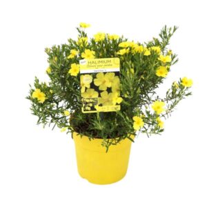 Halimium lib. 'April Sun' - Ø17cm - ↕20cm