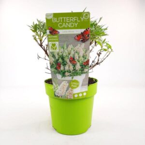 Buddleja dav. 'Butterfly Candy Little White' - Ø19cm - ↕25cm