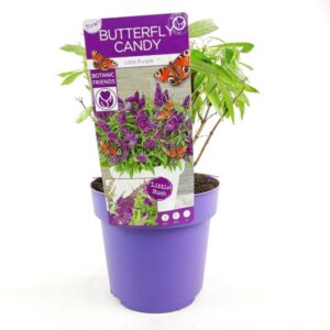 Buddleja dav. 'Butterfly Candy Little Purple' - Ø19cm - ↕25cm