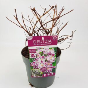 Deutzia 'Raspberry Sundae' - Ø19cm - ↕30cm