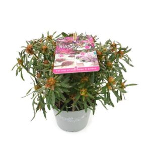 Azalea StarStyle Lila - Ø19cm - ↕25cm - Ø10 - ↨15cm