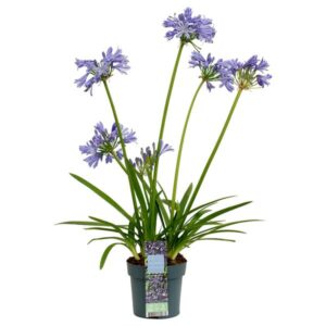 Agapanthus 'Charlotte' - Ø14cm - ↕20cm