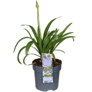 Agapanthus Fireworks - Ø23cm - ↕40cm - Ø14 - ↨20cm