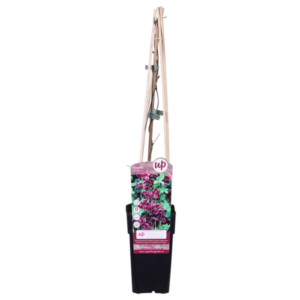 Akebia quinata - Ø15cm - ↕65cm