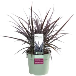 Astelia x nervosa 'Red Shadow' - Ø19cm - ↕40cm
